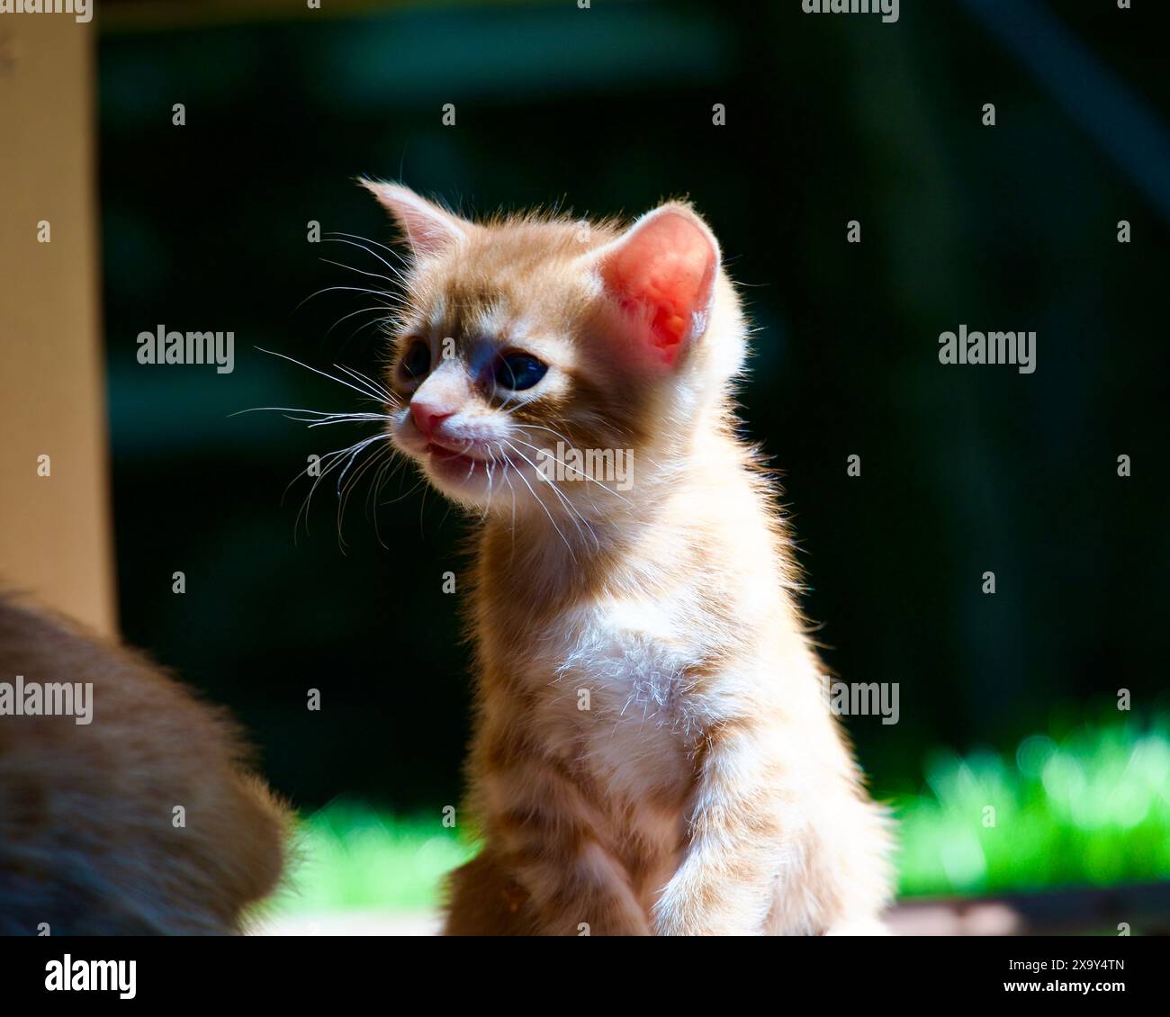 Gattino giallo. Gattini gialli che giocano in giardino. Gattino giallo randagio. Foto Stock