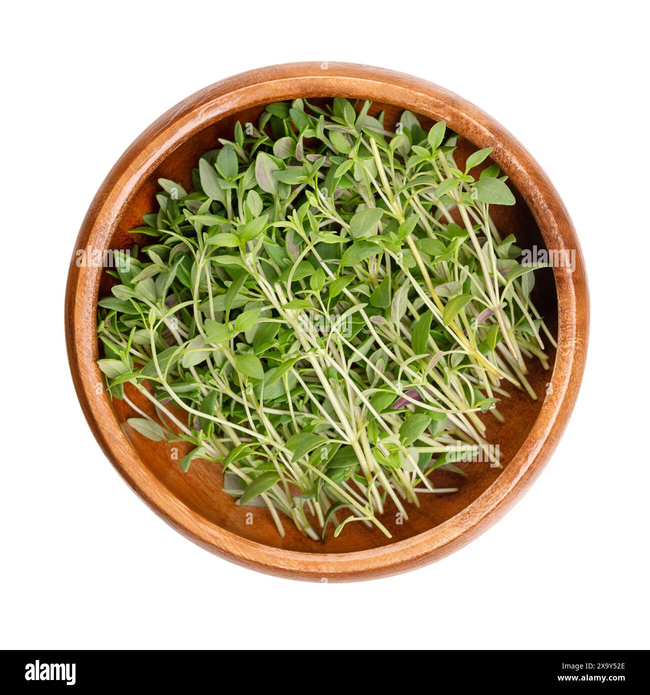 Ciuffi di timo freschi, in una ciotola di legno. Rametti verdi di Thymus vulgaris, un'erba medicinale e culinaria, coltivati anche come pianta ornamentale. Foto Stock