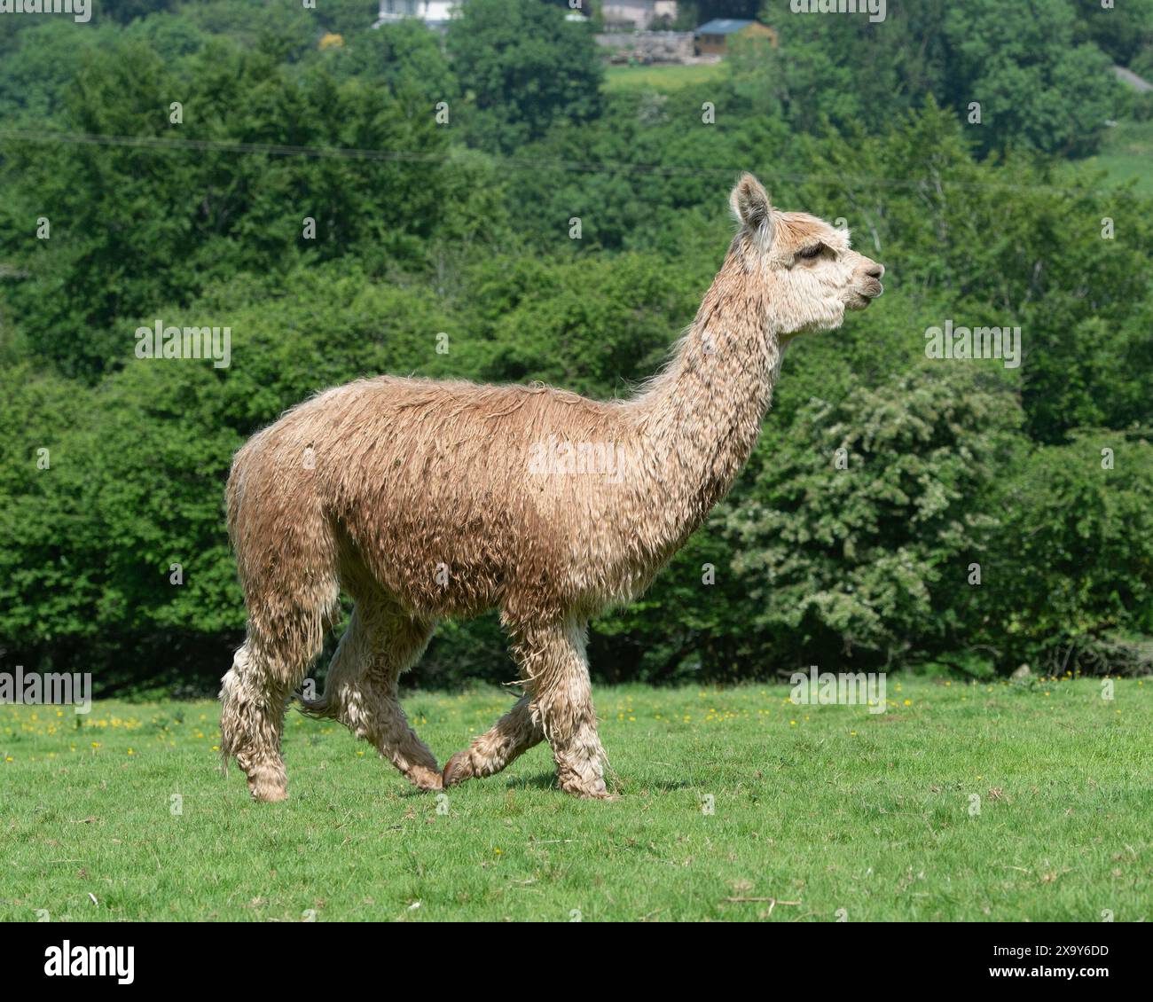 Alpaca Suri Foto Stock