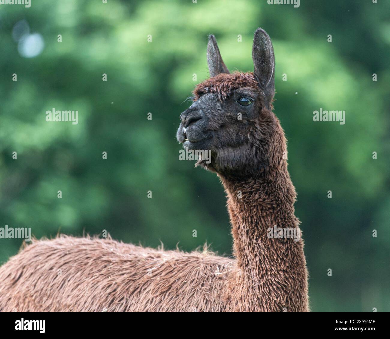 studio della testa di alpaca Foto Stock