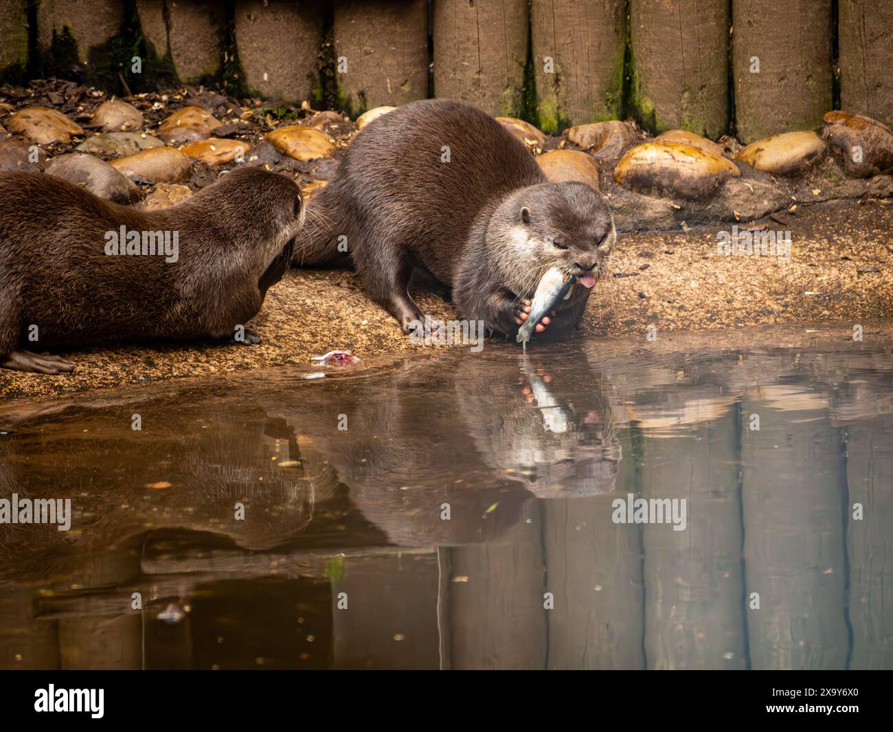 La lontre asiatica dalle unghie corte sta mangiando uno spratto vicino al mare con il suo riflesso che si vede nella piscina. Foto Stock