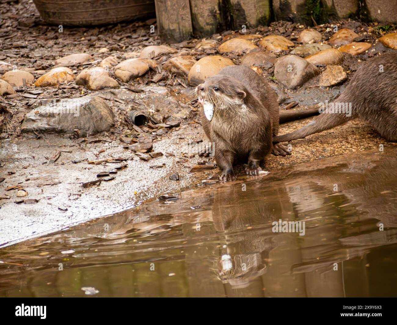 La lontre asiatica dalle unghie corte sta mangiando uno spratto vicino al mare con il suo riflesso che si vede nella piscina. Foto Stock