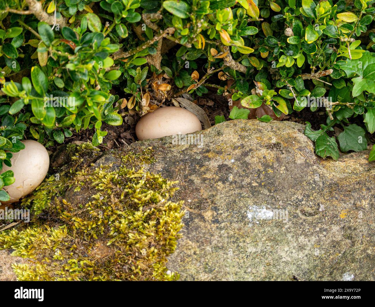 Uova da allevamento nascoste sotto un cespuglio contro un muro di pietra Foto Stock