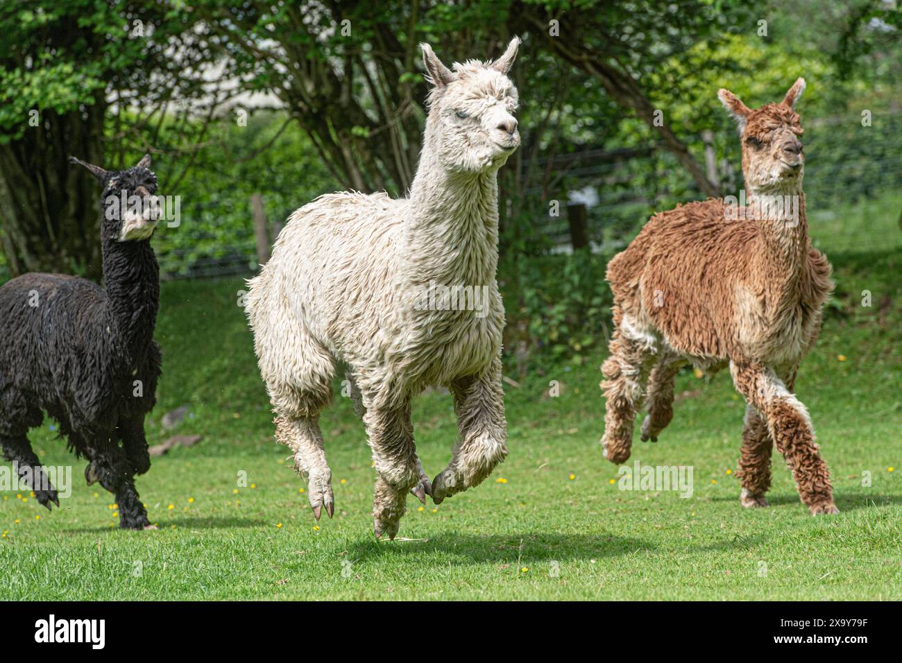 alpaca che corre verso la fotocamera Foto Stock