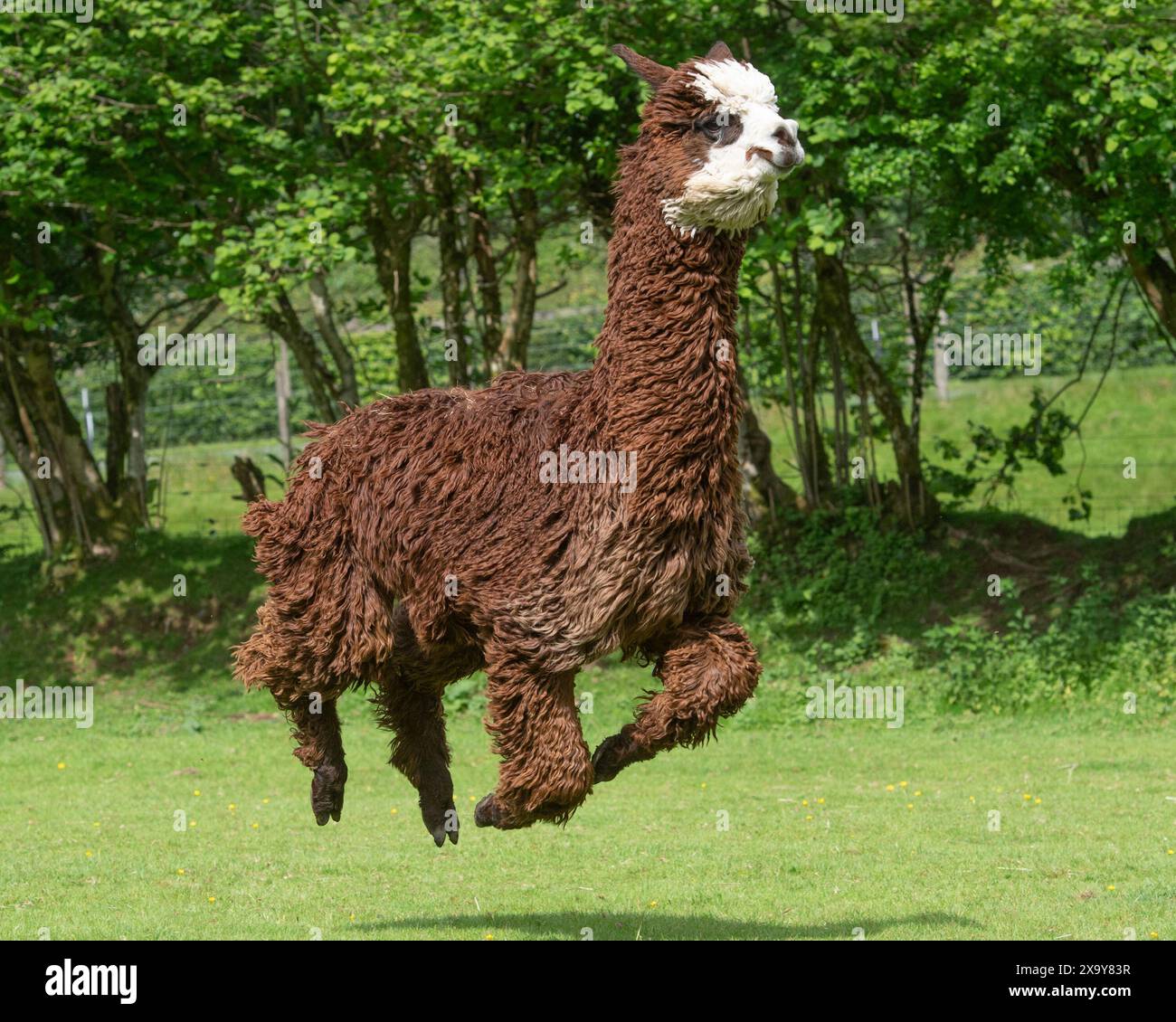 suri alpaca corre veloce Foto Stock