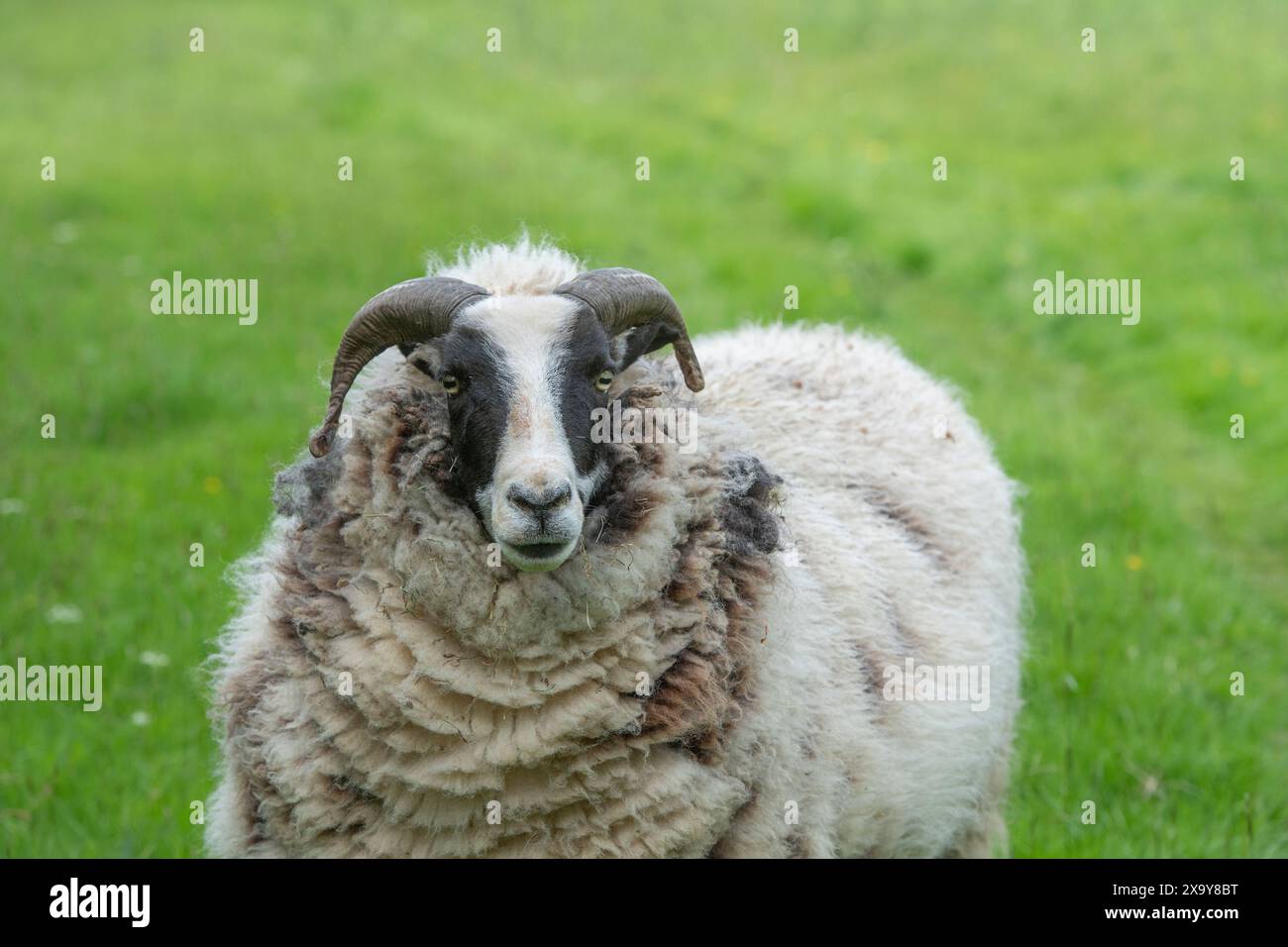 Hebridean pecore Foto Stock