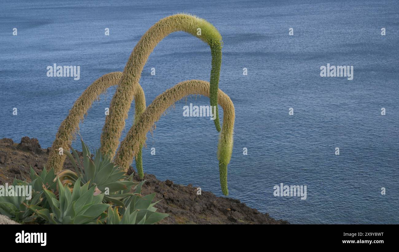 Un impianto di Agave attenuata vicino a Puerto del Carmen, Lanzarote, Isole Canarie Foto Stock