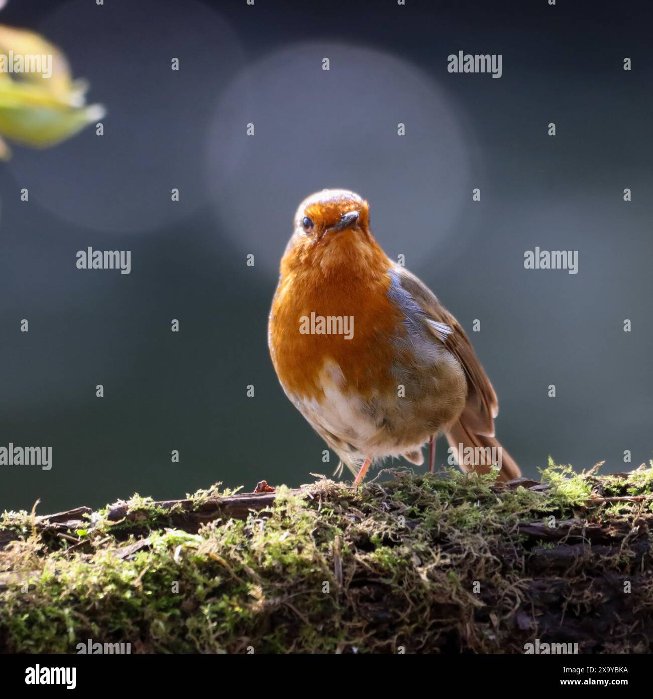 Un piccolo Robin arancione arroccato su un albero Foto Stock
