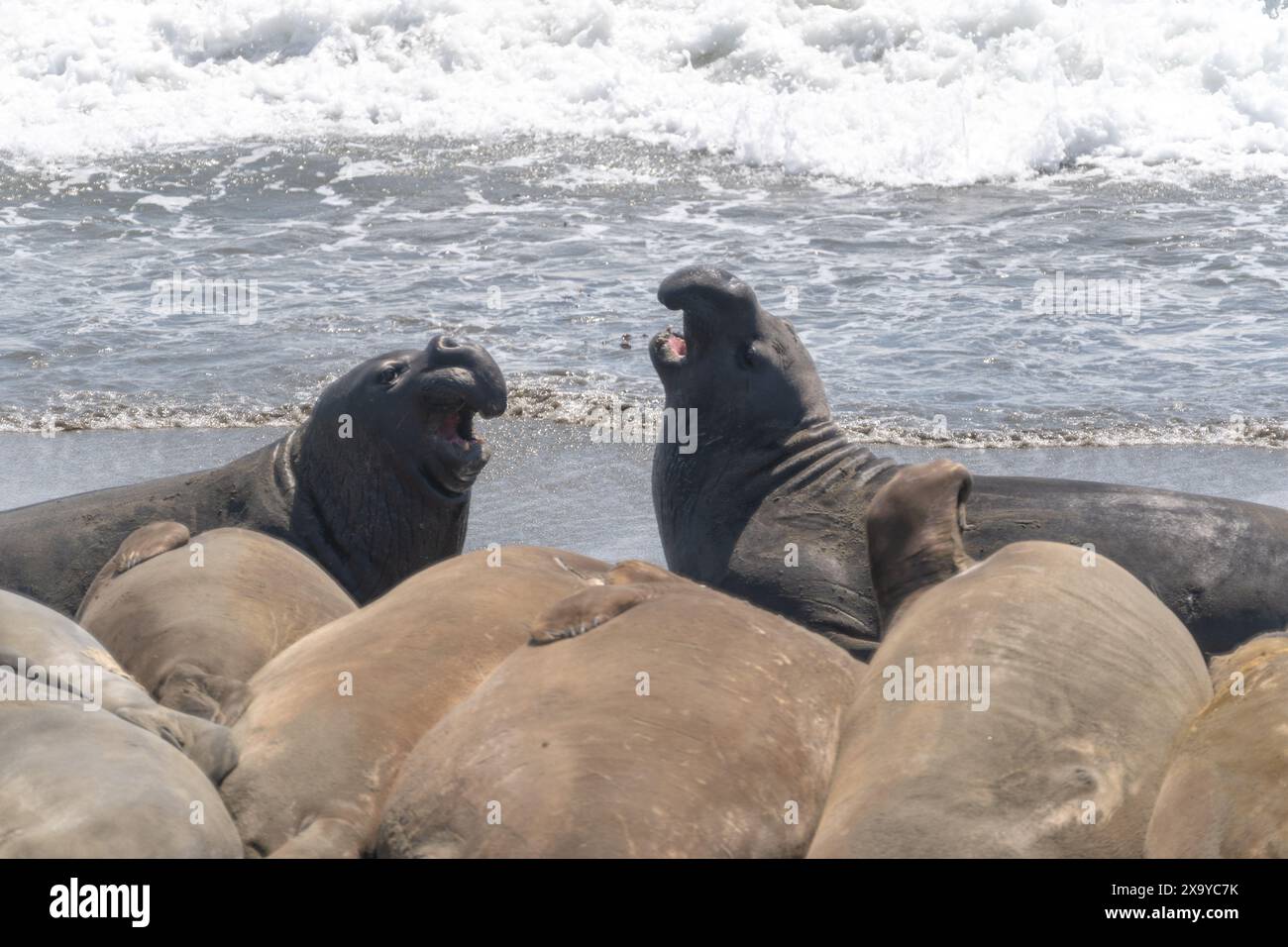 Gli elefanti marini sulla spiaggia di Piers Blancas Light in California, Stati Uniti Foto Stock