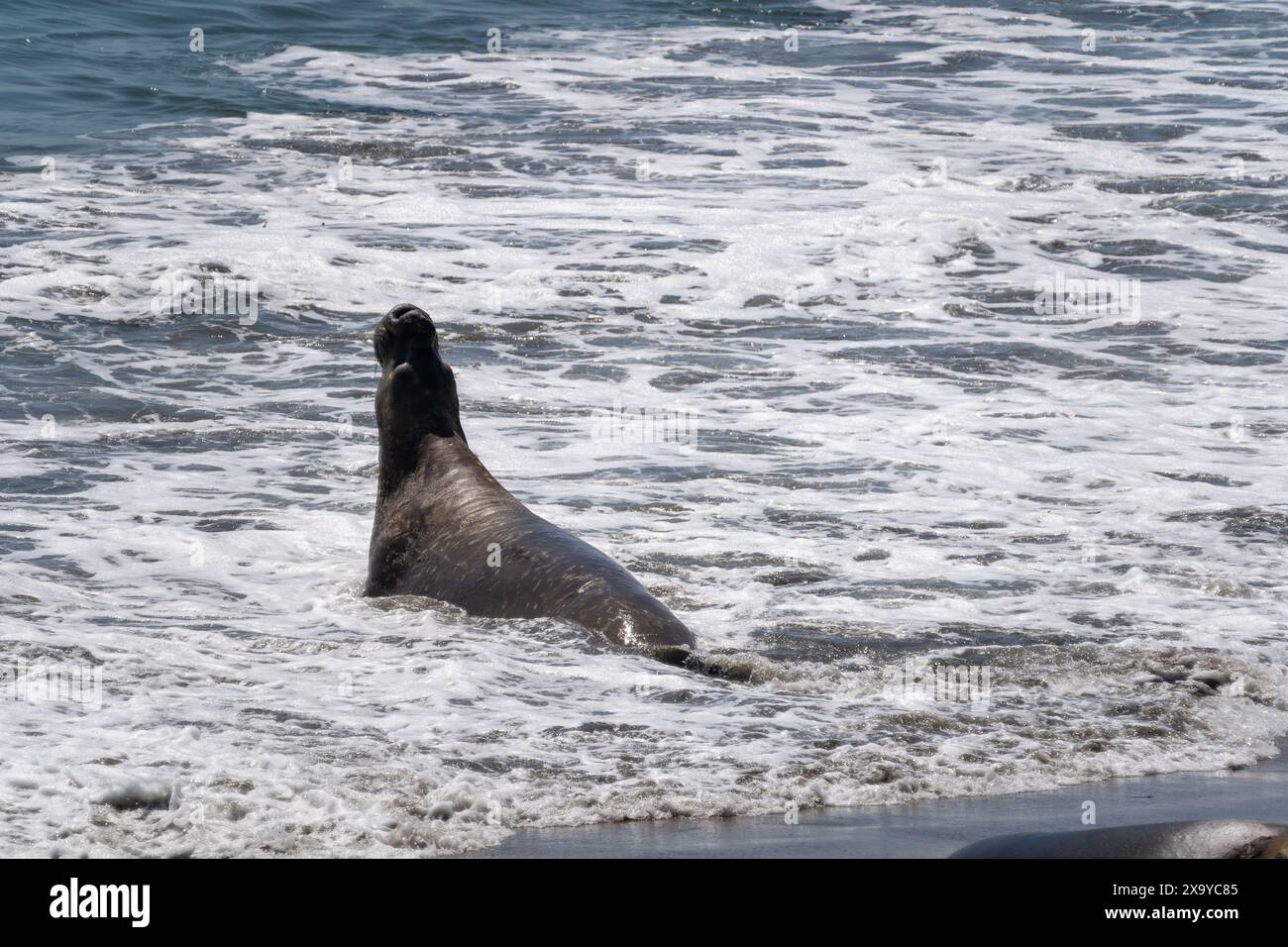 Un elefante marino sulla spiaggia al Piers Blancas Light in California, Stati Uniti Foto Stock