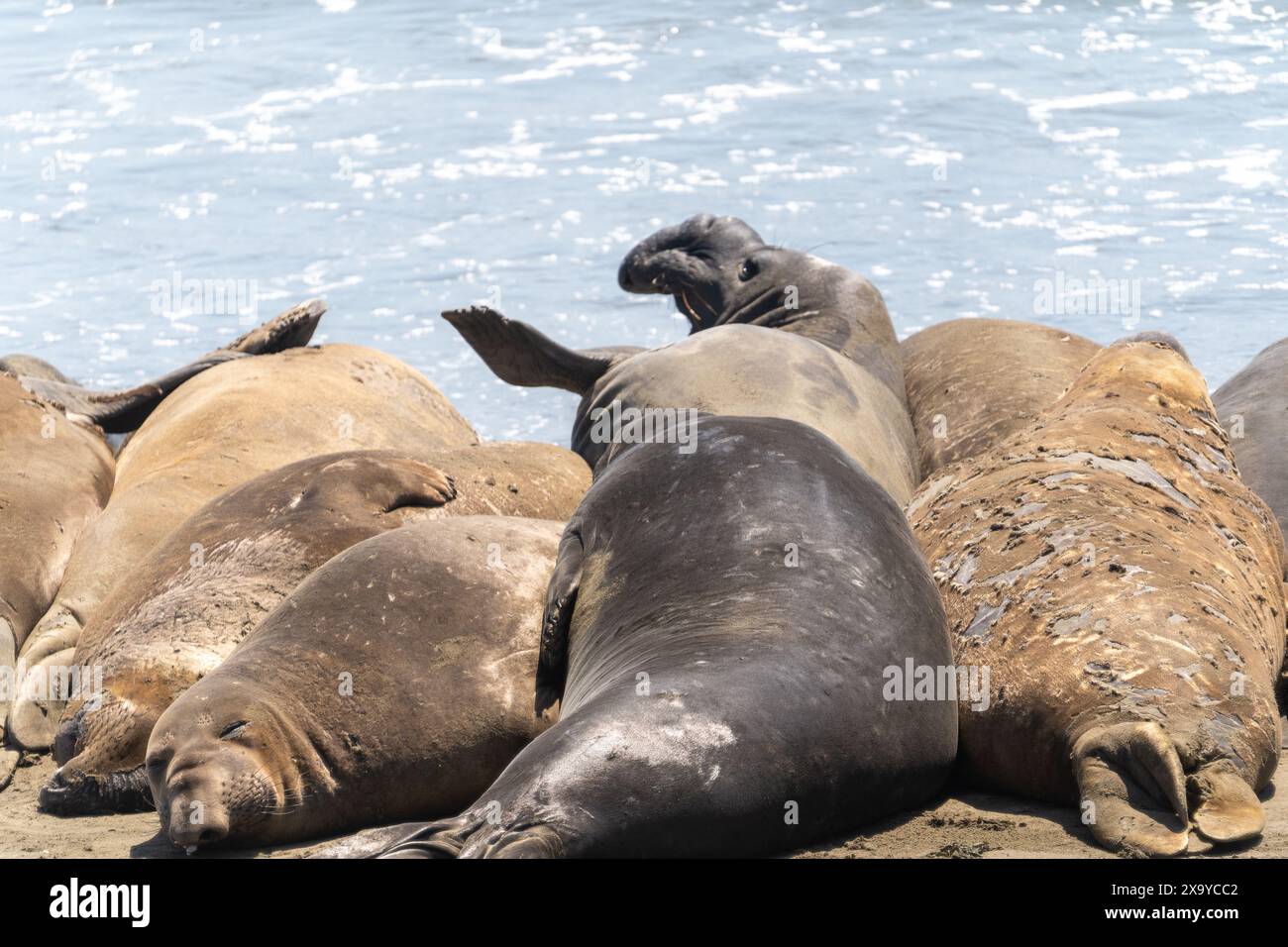 Gli elefanti marini sulla spiaggia di Piers Blancas Light in California, Stati Uniti Foto Stock