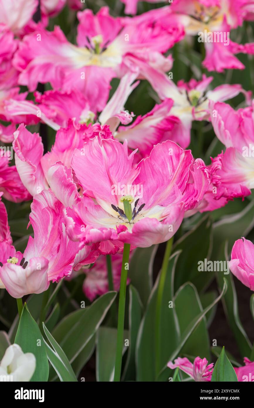 Uno scatto ravvicinato di molti bellissimi fiori di tulipani con frange Foto Stock