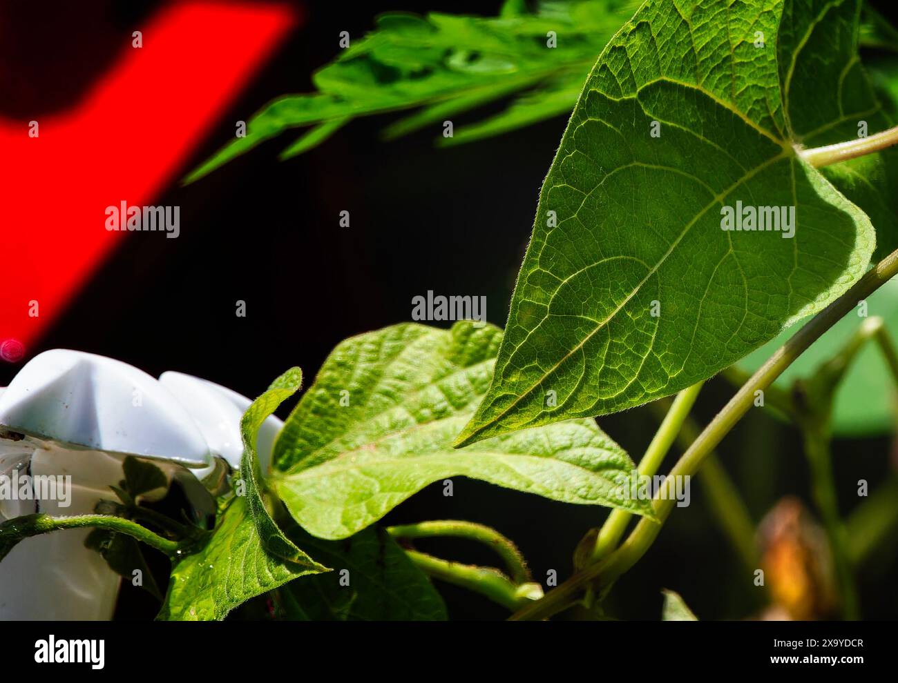 Foglie di vite finali nel tardo pomeriggio Foto Stock