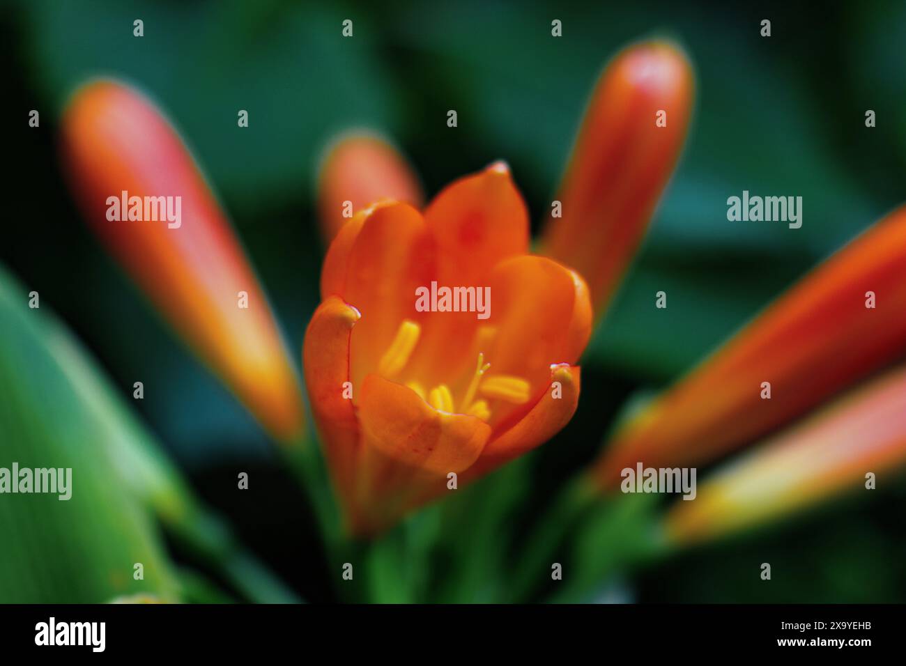 Un vivace cinabro arancione della Clivia che fiorisce circondato da lussureggianti foglie verdi Foto Stock