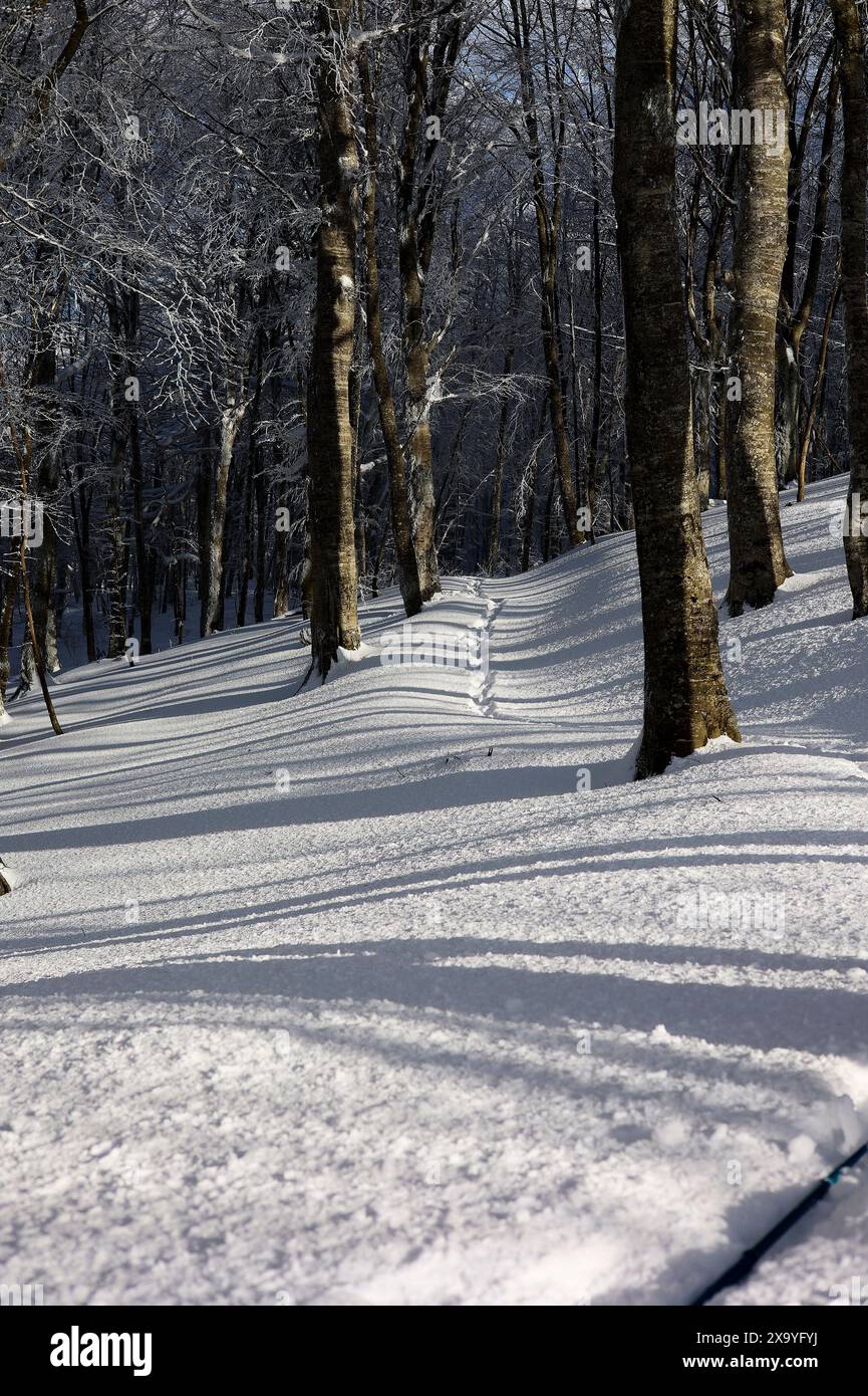 Il terreno innevato e gli alberi in una foresta invernale. Tbilisi, Georgia Foto Stock