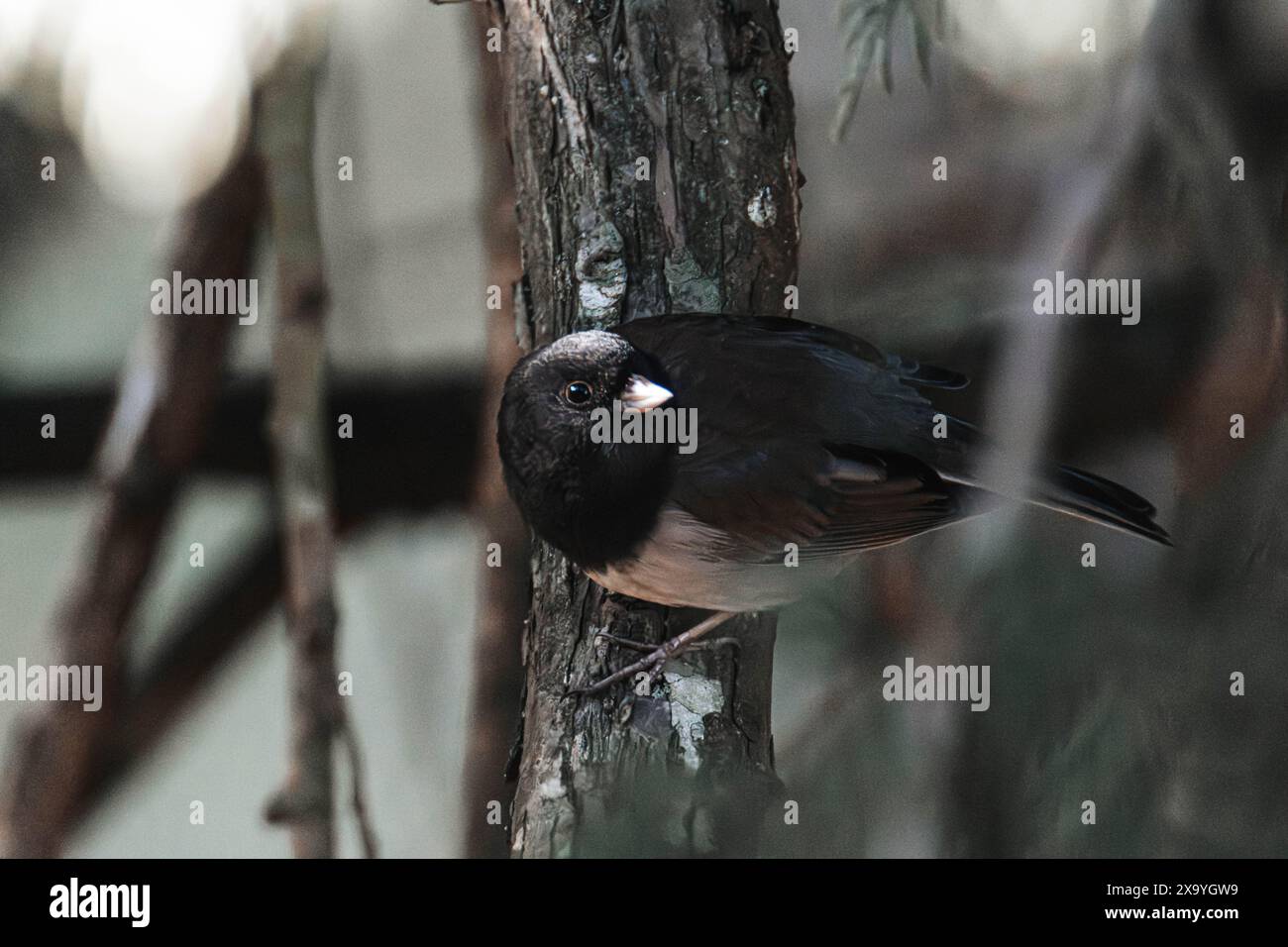 Uno junco dagli occhi scuri siede su un ramo d'albero. Foto Stock