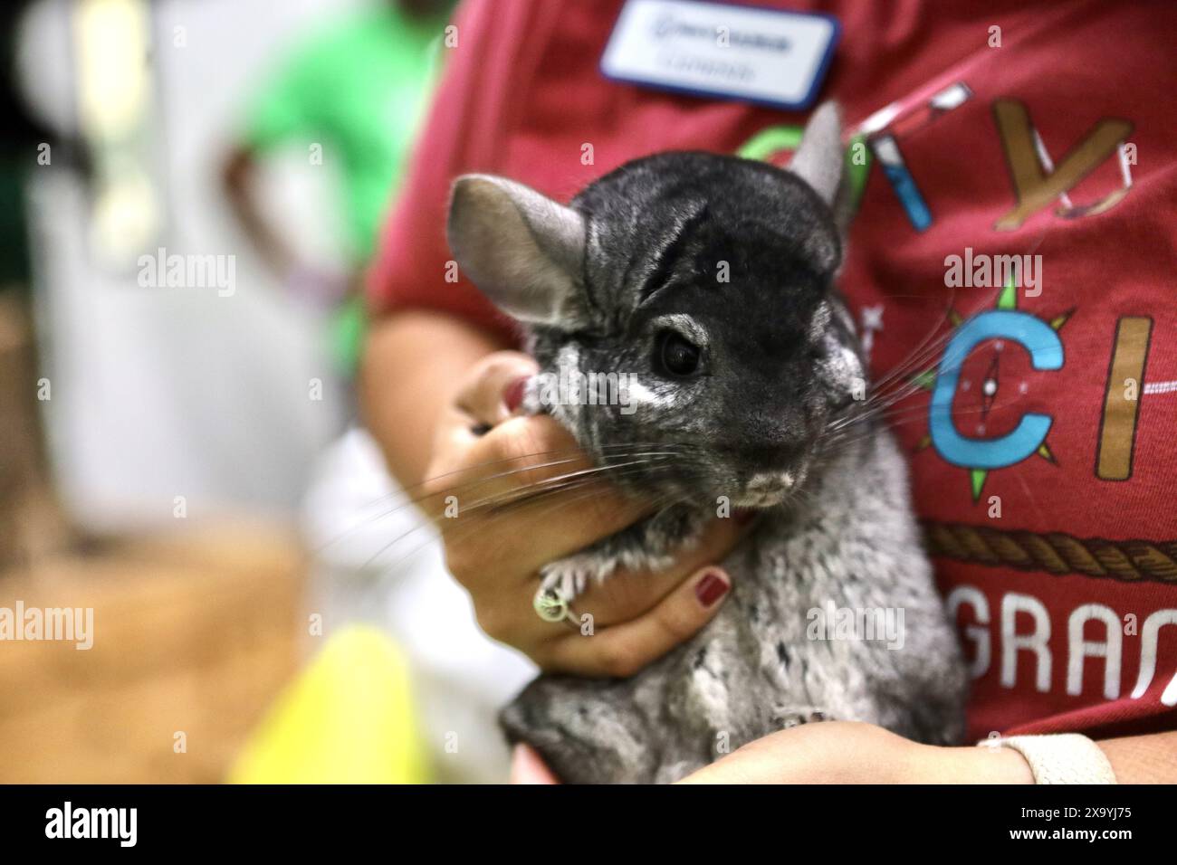 Una donna con una camicia rossa che culla una chinchilla per bambini Foto Stock