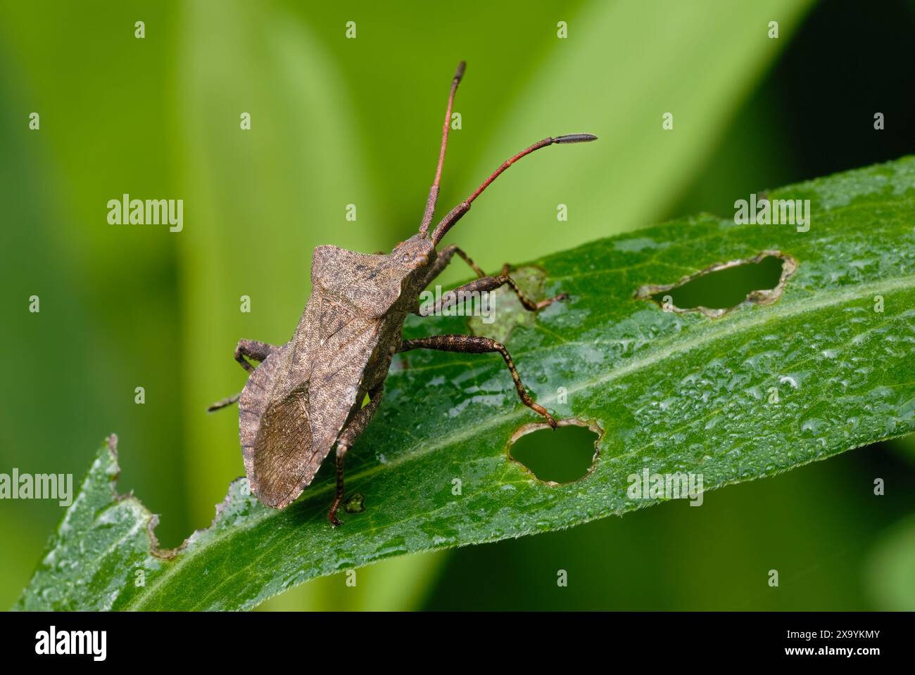 Insetto di ormeggio, Coreus marginatus seduto su una foglia d'erba. Vista laterale, primo piano. La mattina rugiada. Sfondo verde naturale sfocato. Trencin, Slovacchia Foto Stock