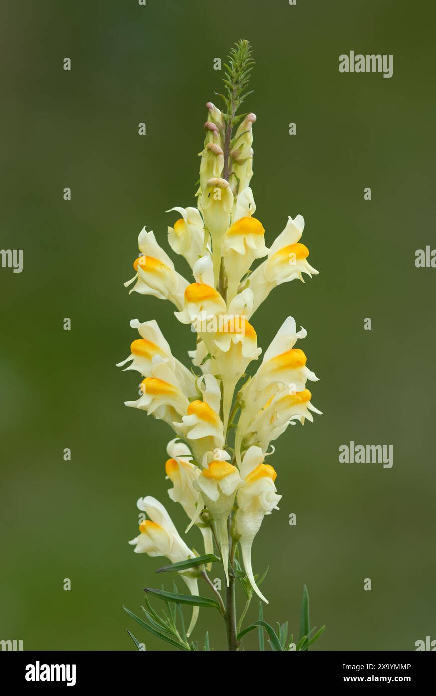 Toadflax giallo comune, Linaria vulgaris o burro e fiori di uova, da vicino. Isolato su sfondo verde. Pianta di prato, erba. Trencin, Slovacchia Foto Stock