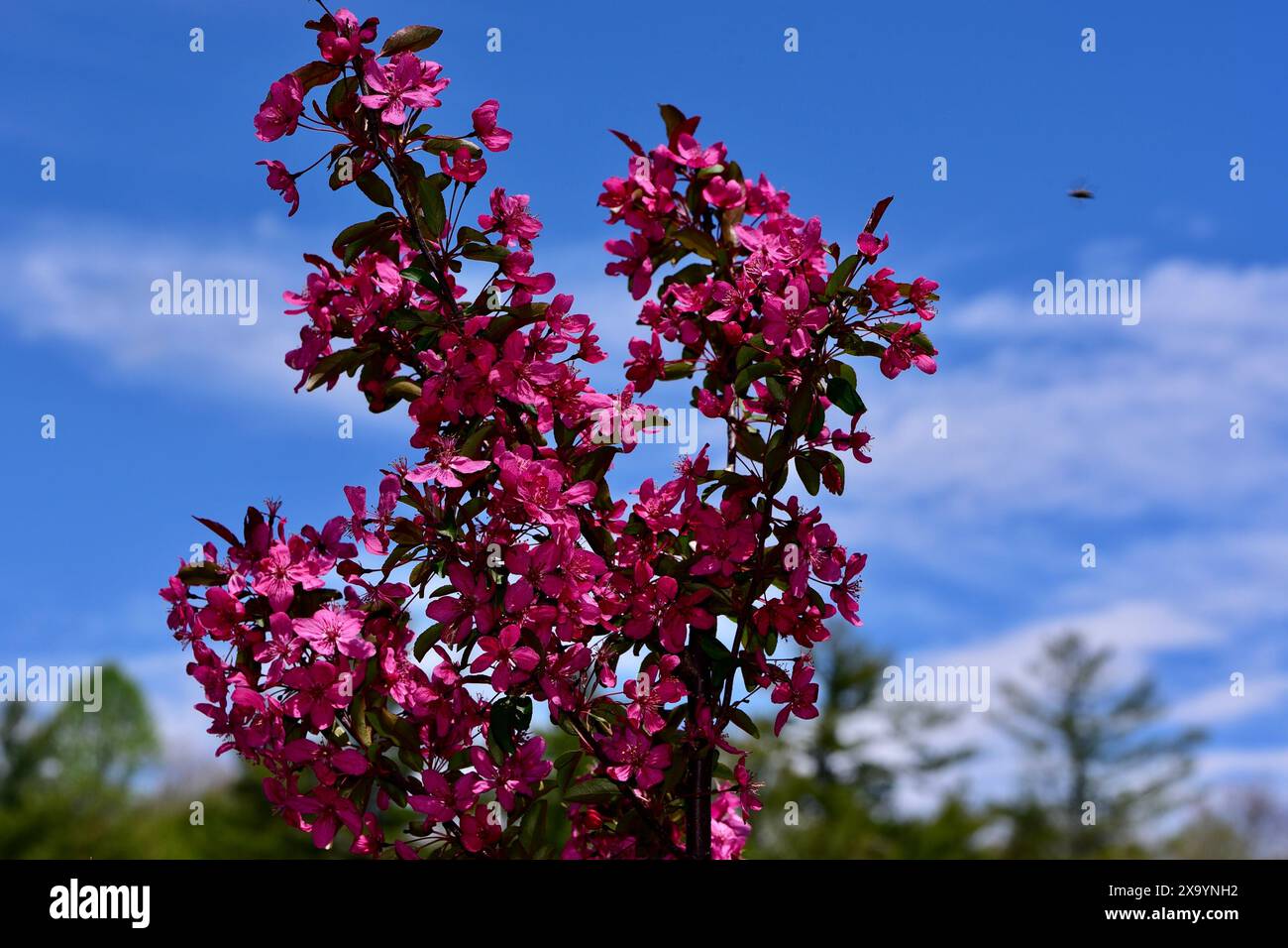 Un colpo ravvicinato di un ramo di crabapple "Prairifire" di Malus in fiore Foto Stock