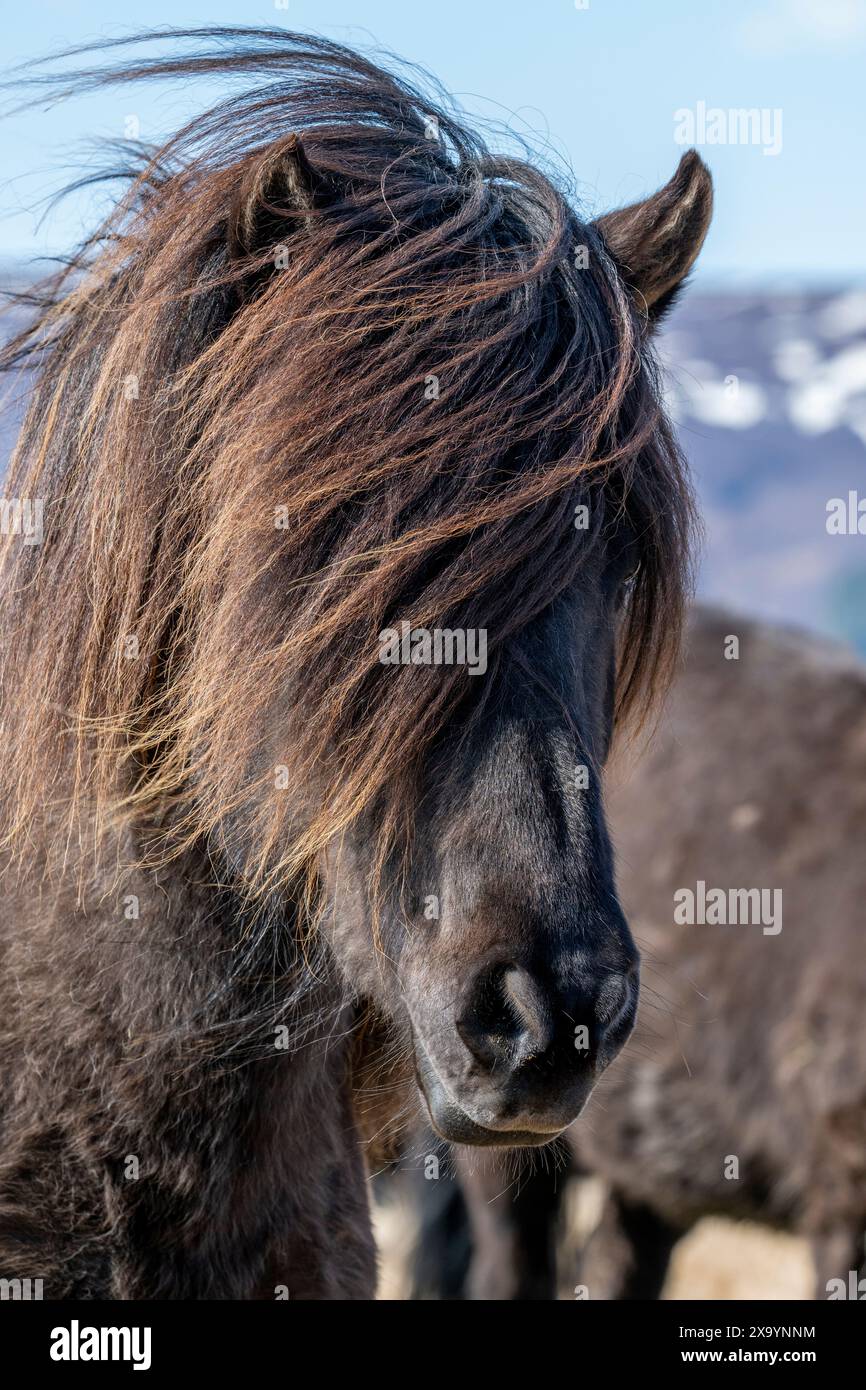Islanda. Cavalli islandesi. Una delle razze di cavalli più pure del mondo. Testa di cavallo nera con criniera spessa. Foto Stock