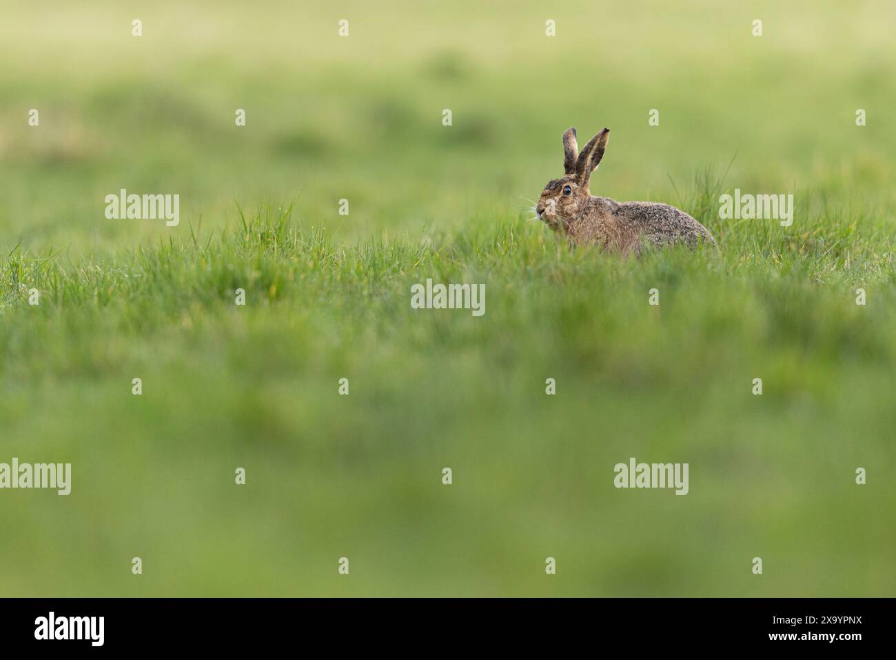 Una lepre seduta nell'erba accanto a un cane nel campo Foto Stock