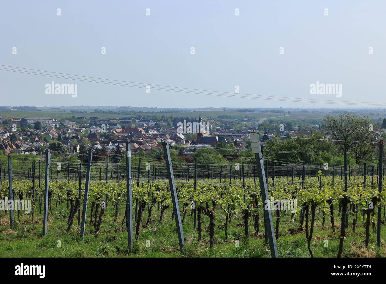 Vista sui vigneti fino alla città di Bad Bergzabern Foto Stock