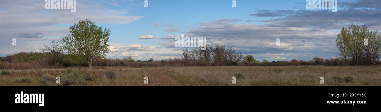 Una foto panoramica di un sentiero che si snoda attraverso un campo con diversi alberi. Bateman Island, Kennewick, Stati Uniti Foto Stock