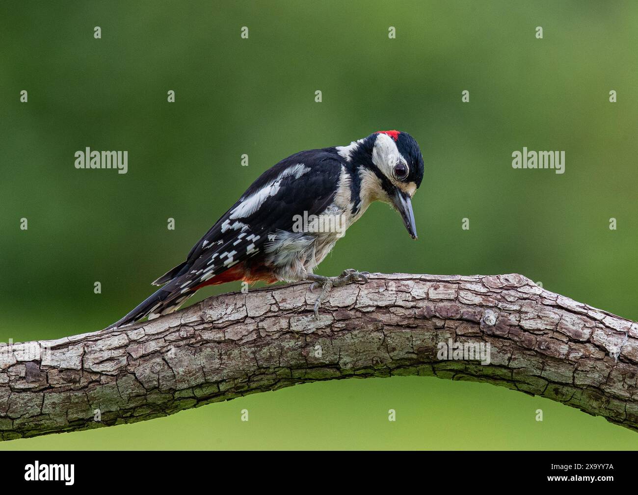 Un grande picchio maculato (Dendrocopos Major) su un ramo sfoggiando il suo meraviglioso piumaggio rosso, bianco e nero. Kent, Regno Unito Foto Stock