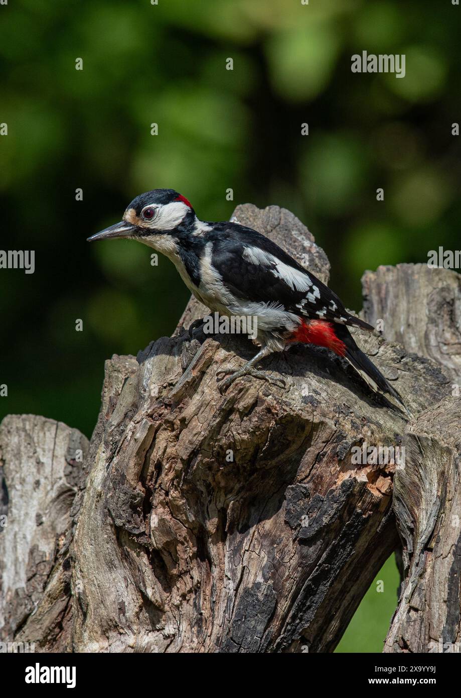Un grande picchio maculato (Dendrocopos Major) su un ramo sfoggiando il suo meraviglioso piumaggio rosso, bianco e nero. Kent, Regno Unito Foto Stock