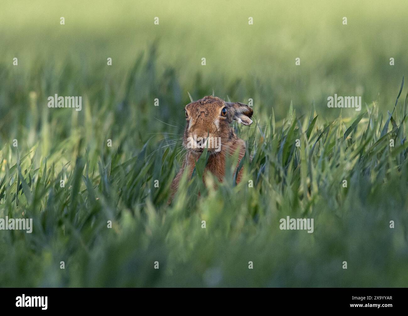 Guarda un boo nascosto nel raccolto. Una timida lepre bruna ( Lepus europaeus ) che sbircia attraverso il raccolto degli agricoltori di grano coltivato . Suffolk, Regno Unito Foto Stock