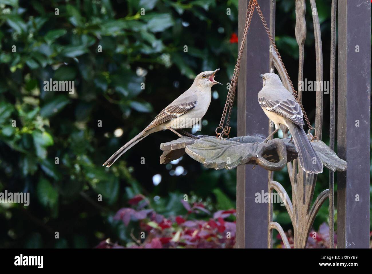 Due piccoli uccelli appollaiati su un ramo sottile accanto a fiori delicati Foto Stock