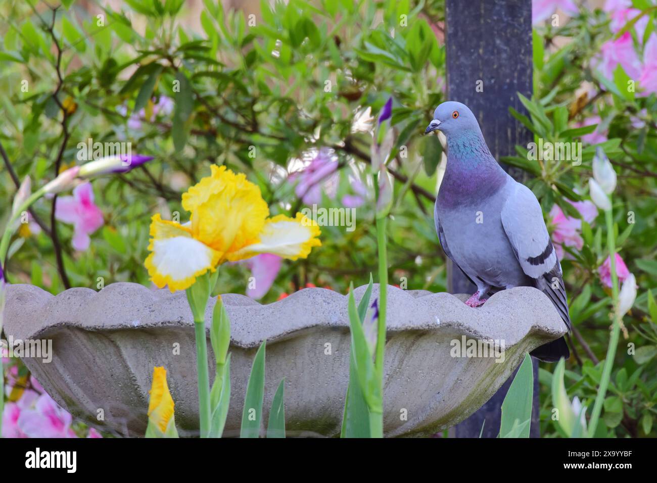 Un uccello arroccato in un bagno di uccelli con fiori circostanti Foto Stock