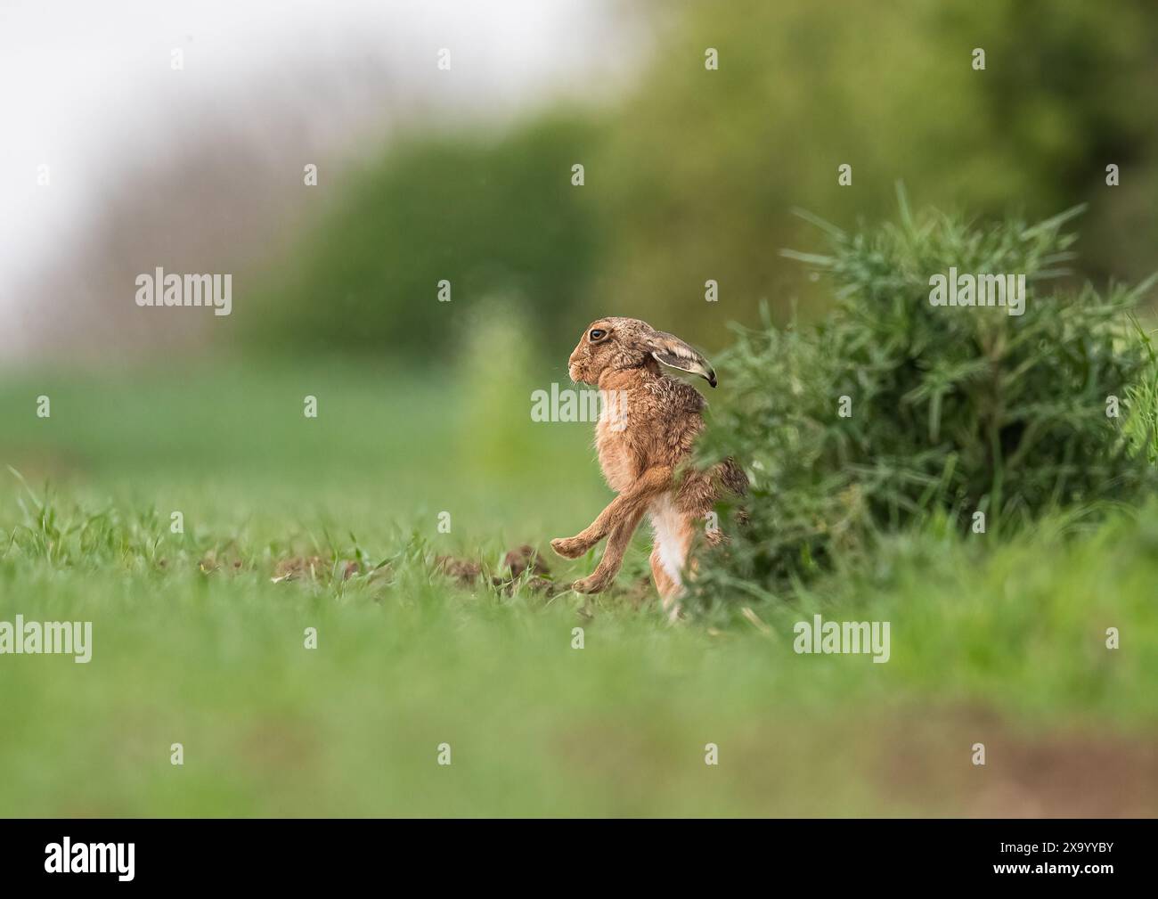 Una lepre bruna ( Lepus europaeus ) in piedi sulle gambe posteriori su un margine di erba contadina da un grande cardo , che sbatte la rugiada dalle zampe. Suffolk, Regno Unito Foto Stock