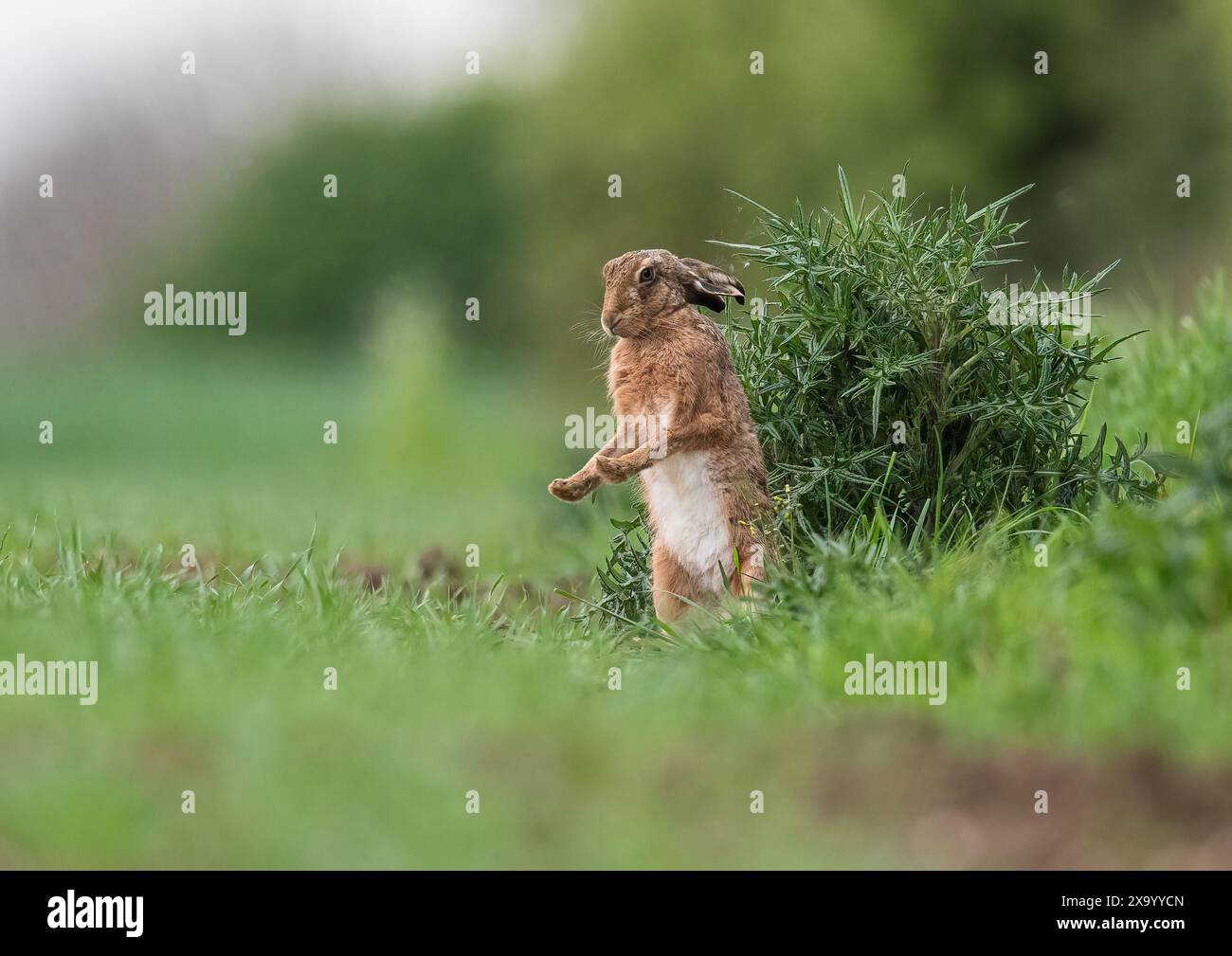 Una lepre bruna ( Lepus europaeus ) in piedi sulle gambe posteriori su un margine di erba contadina da un grande cardo , che sbatte la rugiada dalle zampe. Suffolk, Regno Unito Foto Stock