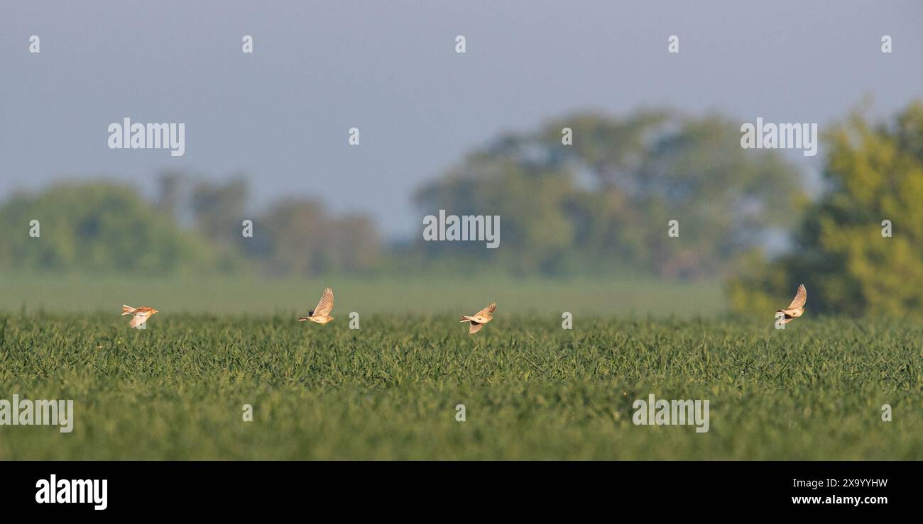 Uno spettacolare colpo d'azione di quattro grattacieli (Alauda arvensis) in volo completo, inseguendosi tra le coltivazioni agricole. Suffolk, Regno Unito Foto Stock