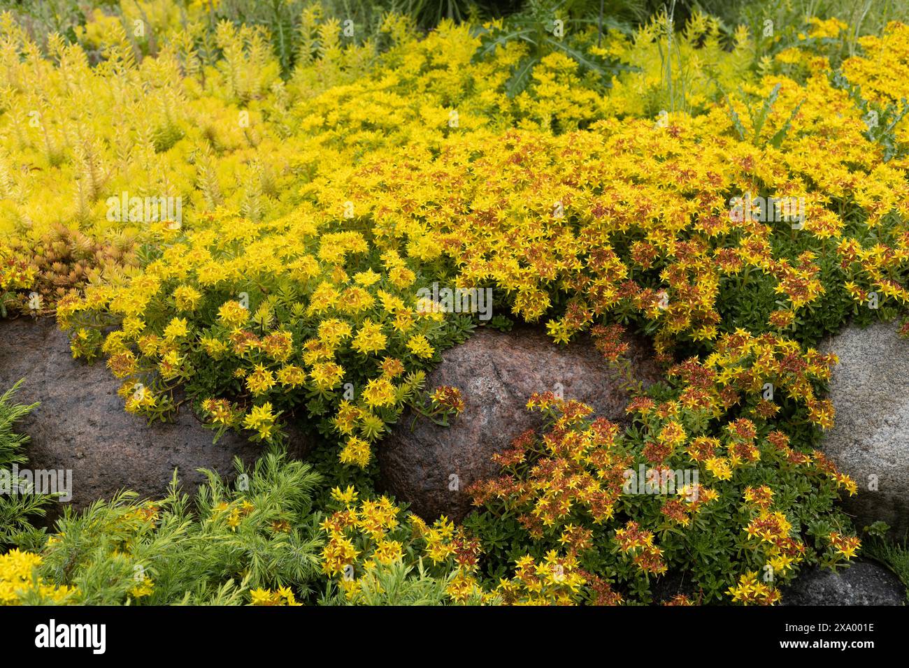 Sedum Kamtschaticum in un giardino con rocce. Foto Stock