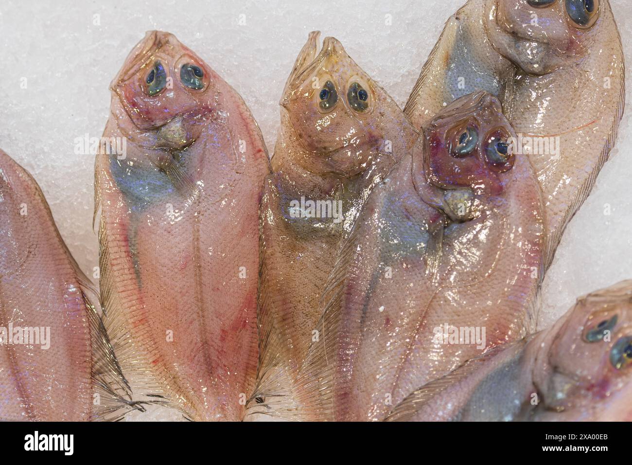 Piccolo pesce crudo di sogliola appena sdraiato sul ghiaccio in una pescheria o in un mercato Foto Stock