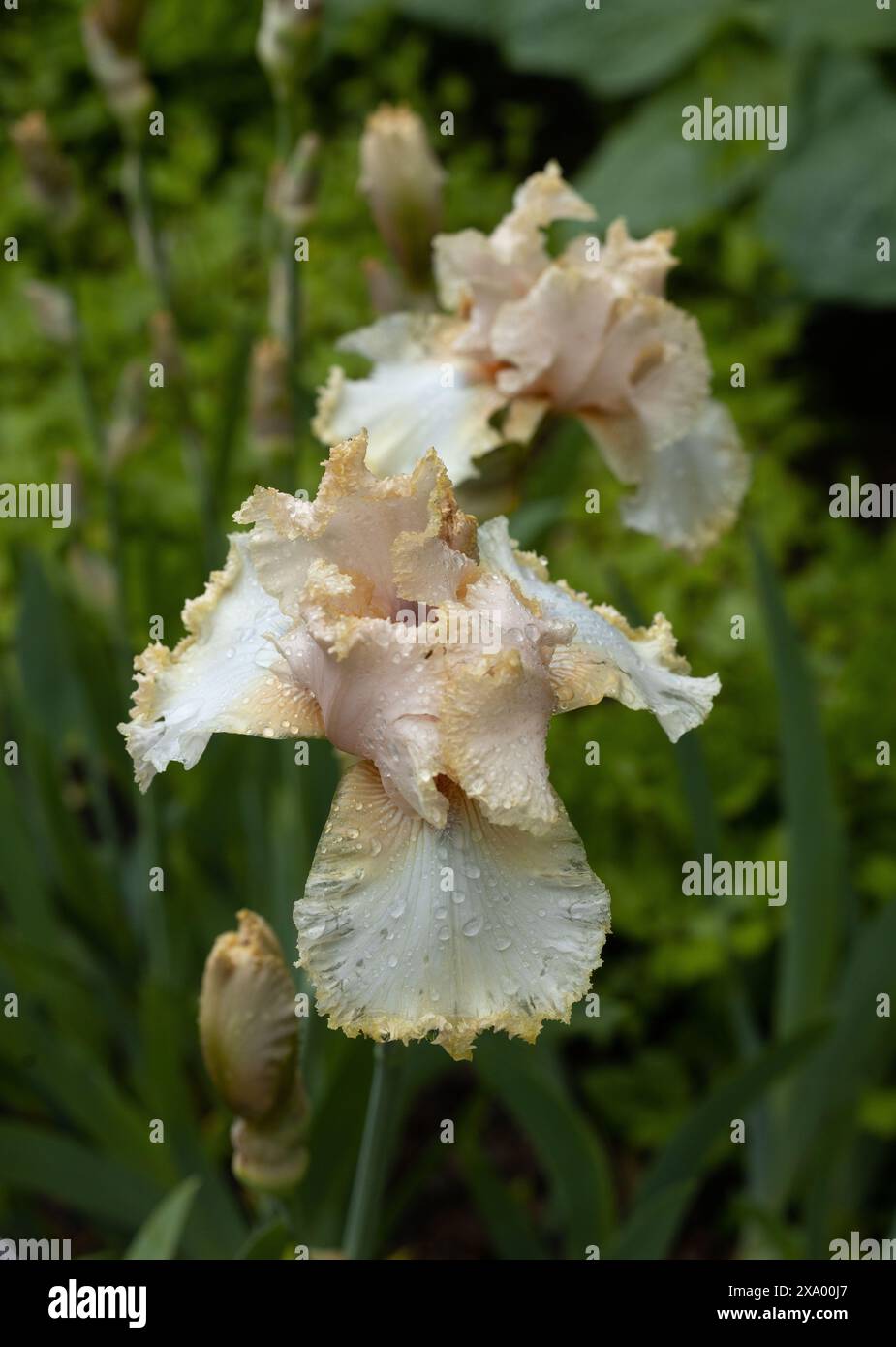 Iris 'Minnesota Dream' fiori. Foto Stock