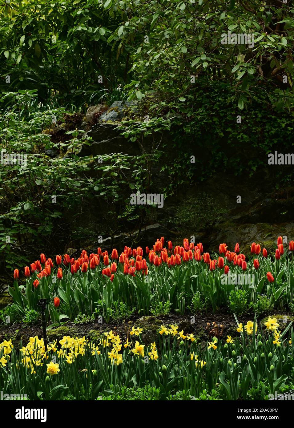 Un campo di tulipani colorati in fiore sotto il sole Foto Stock
