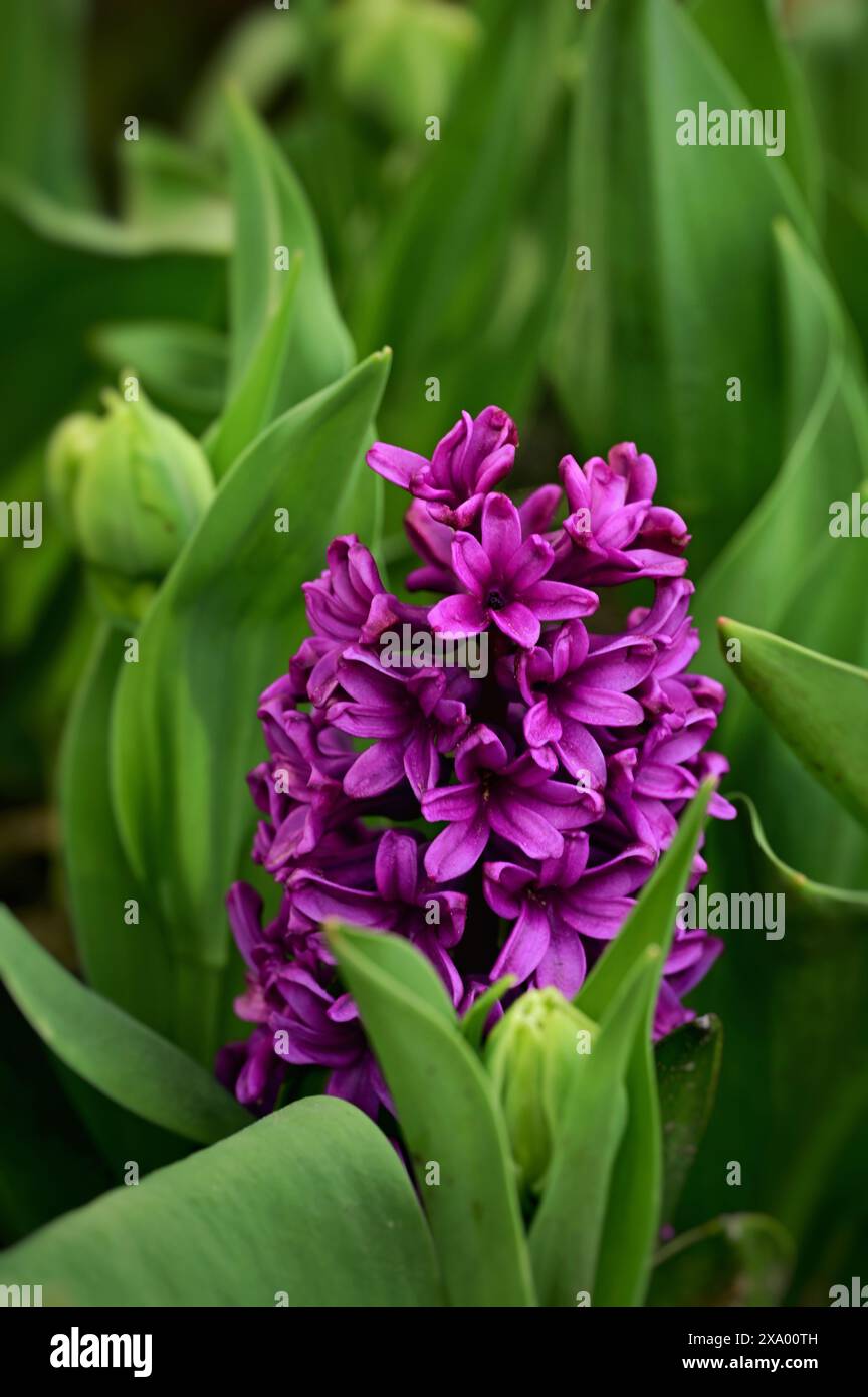 Un campo di tulipani colorati in fiore sotto il sole Foto Stock