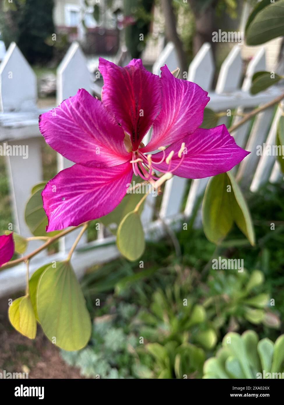 Un fiore viola Bauhinia di Blake su un albero vicino a una recinzione di picchetti bianca Foto Stock