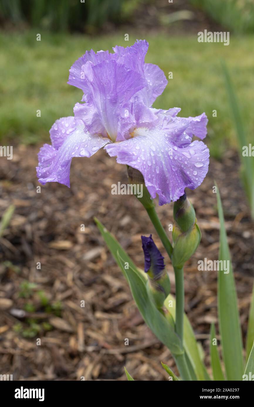 Iris 'e via andiamo' fiore. Foto Stock