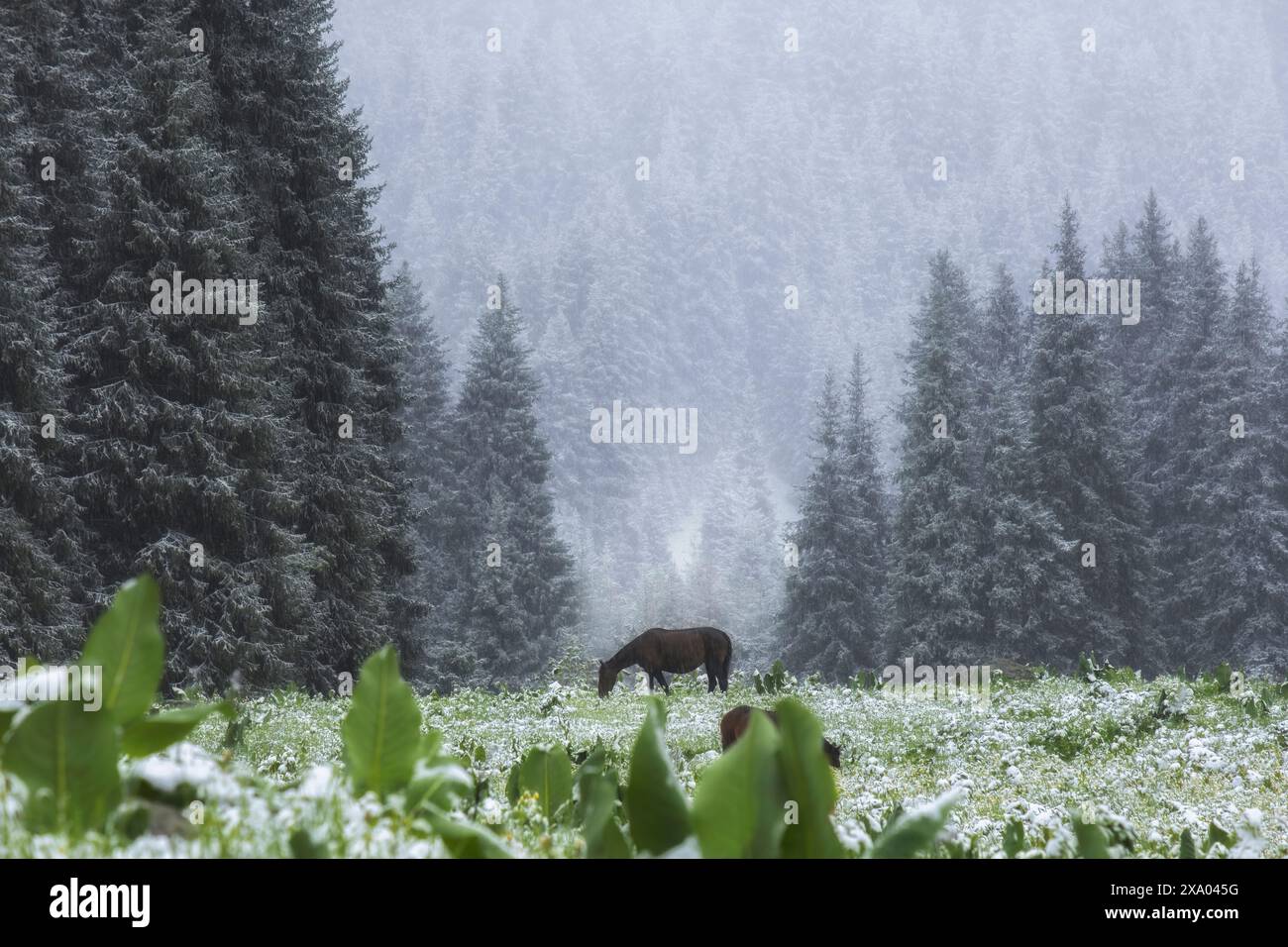 Un cavallo pascolava su un prato di montagna in primavera durante un'improvvisa nevicata, la neve giace su abeti e erba verde. Foto Stock