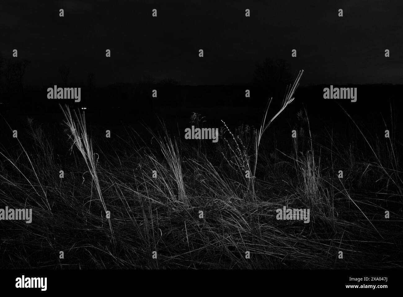 Foto monocromatica di erba alta in un paesaggio naturale Foto Stock