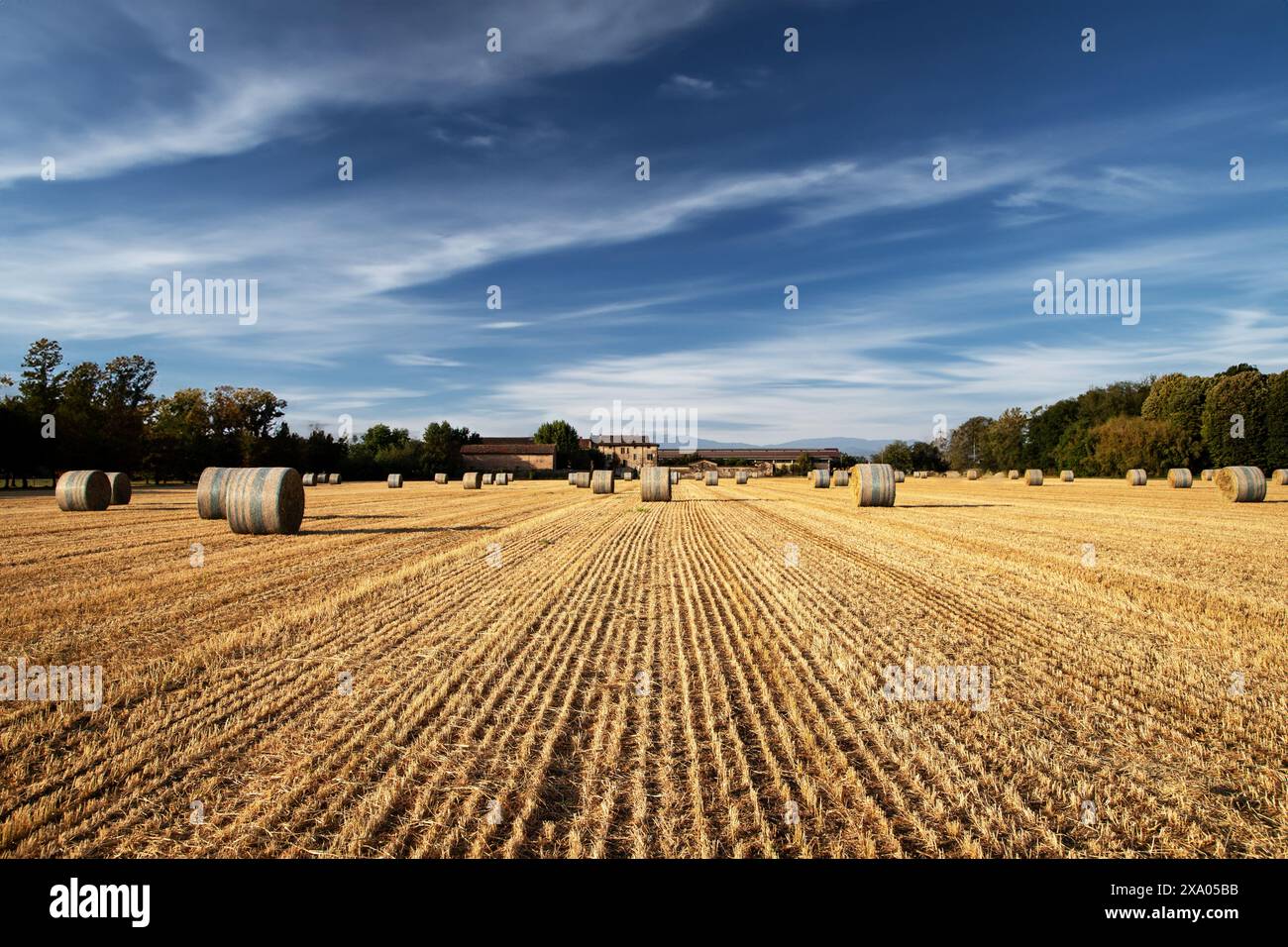 Balle di fieno in terreni agricoli, pittoresco paesaggio agricolo, tranquillità rurale Foto Stock