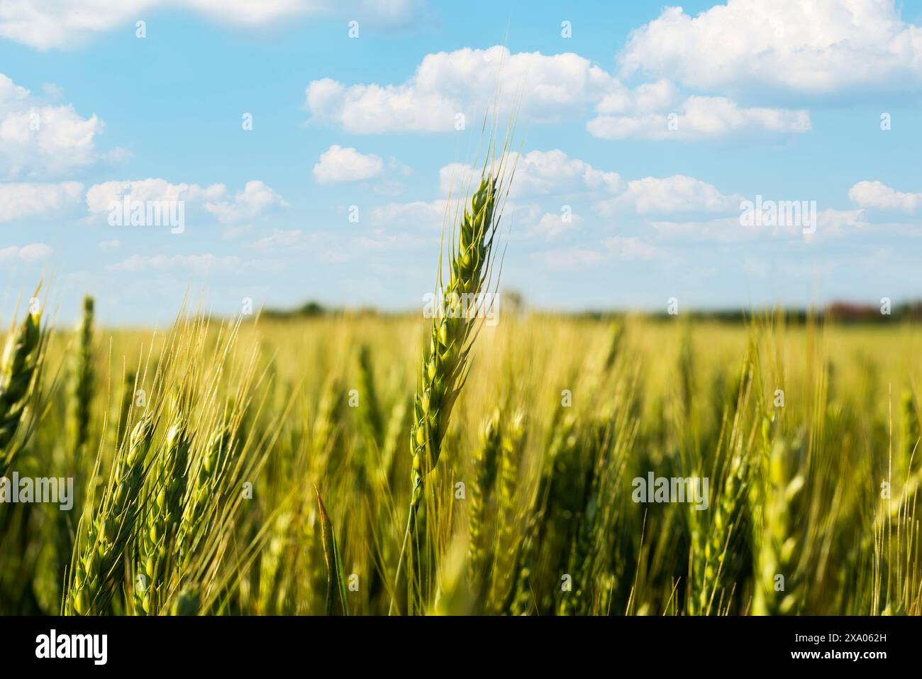 Primo piano sulle orecchie di grano sul campo, messa a fuoco selettiva Foto Stock