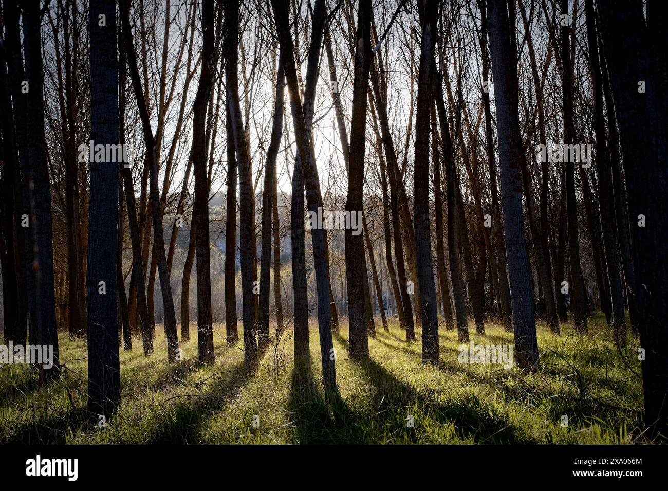 Una foresta baciata dal sole con abbondanti alberi e erba lussureggiante Foto Stock