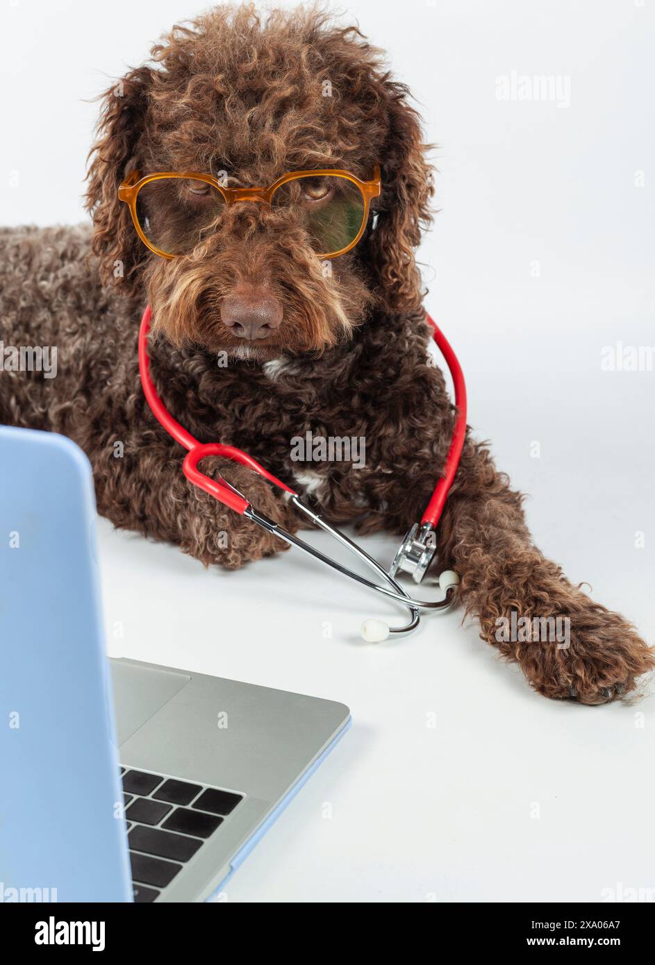 Un adorabile cane con occhiali e uno stetoscopio con laptop Foto Stock