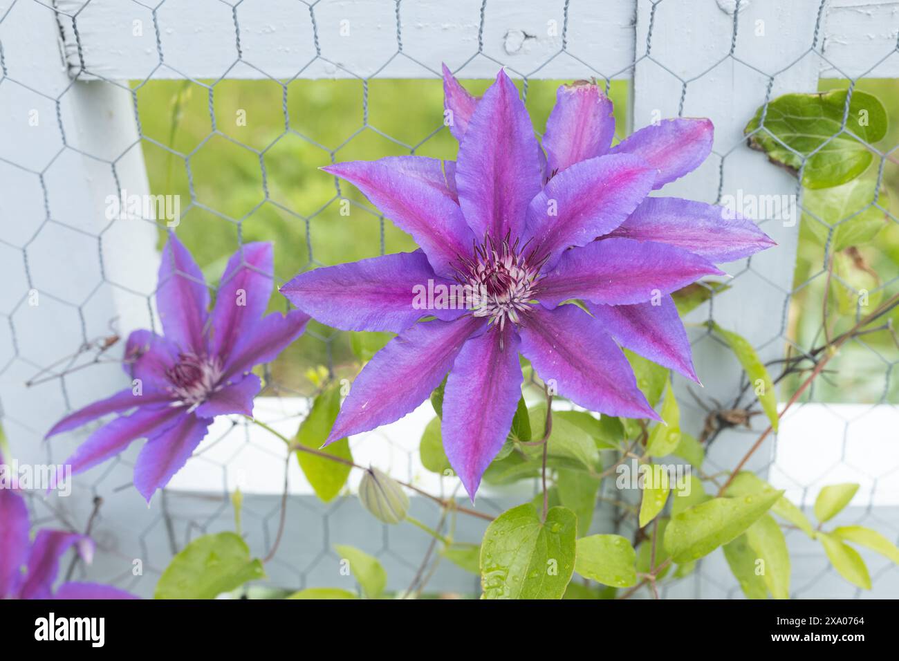 Clematis "Vancouver Fragrant Star" su un traliccio. Foto Stock